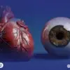 المرآة العينية كيف يكشف فحص العين عن صحة قلبك قبل ظهور الأعراض؟